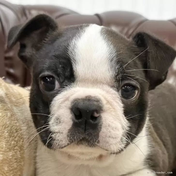 TAKU 様のお迎えした子犬