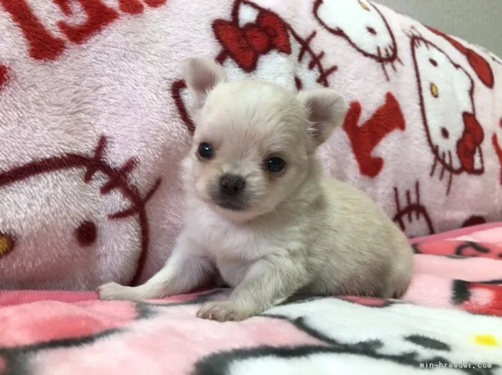 ID：1711-00377の子犬