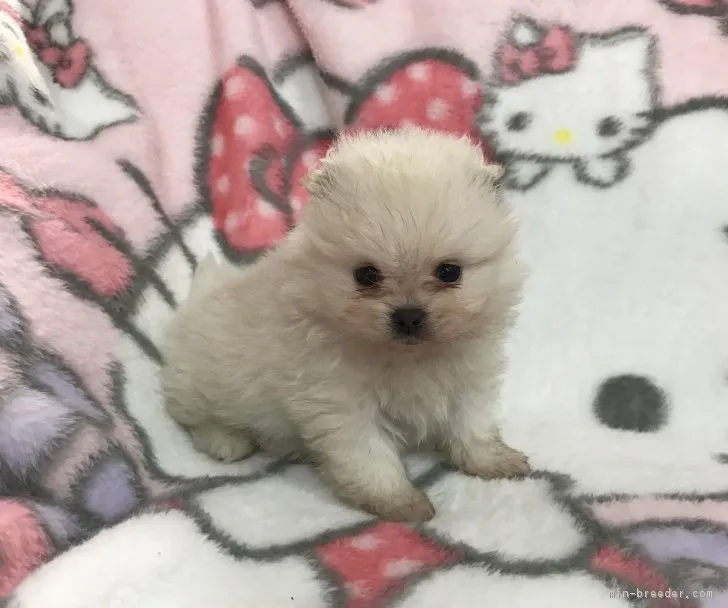 ID:1706-02045の子犬