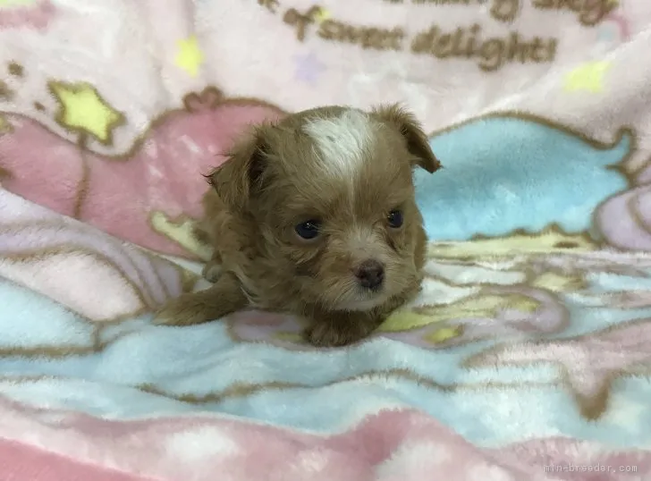 まるちゃん 様のお迎えした子犬