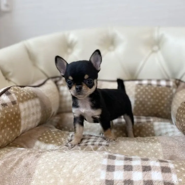 ID：2301-03267の子犬