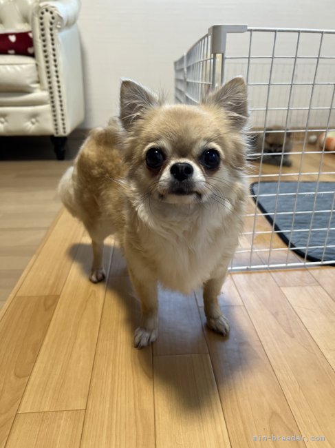 チワワ(ロング)【・女の子・2022年8月10日・フォーン】