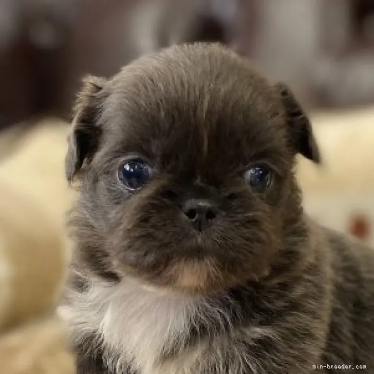 H　M 様のお迎えした子犬