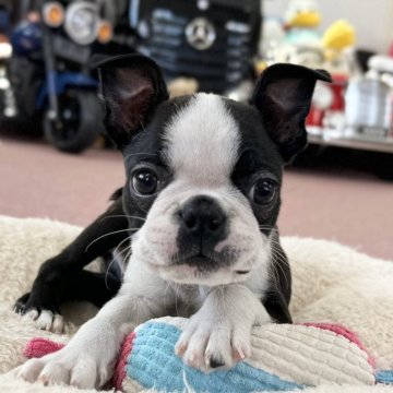 ボストンテリア【香川県・女の子・2024年2月10日・ボストンカラー】の写真「可愛い女の子！」