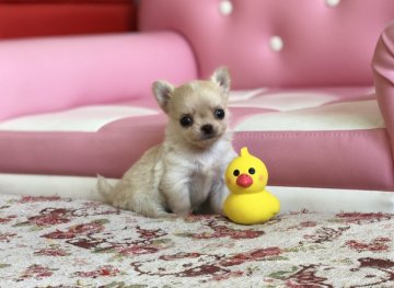 チワワ(ロング)【香川県・女の子・2018年9月26日・クリーム】の写真「可愛い女の子」