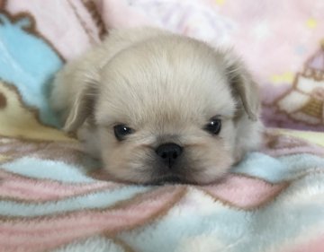 ペキニーズ【香川県・男の子・2017年6月4日・クリーム】の写真「可愛い♪男の子」