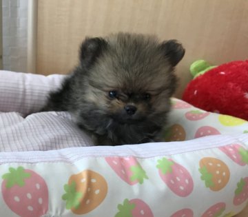 ポメラニアン【香川県・女の子・2017年7月17日・クリームセーブル】の写真「小さな可愛いお顔の女の子」