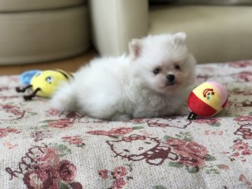 ポメラニアン【香川県・女の子・2018年7月15日・ホワイト】の写真「スペシャルガール」