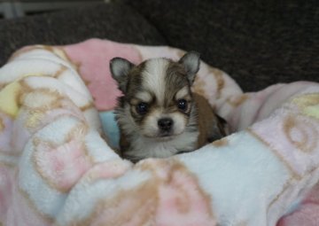 チワワ(ロング)【香川県・男の子・2017年1月1日・レッド ホワイト】の写真「」