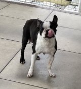 ボストンテリア【・女の子・2021年5月16日・ボストンカラー】