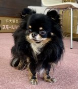 チワワ(ロング)【・男の子・2021年2月3日・ブラックタン】