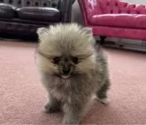 ポメラニアン【香川県・女の子・2024年3月27日・クリームセーブル】の写真2