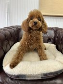 タイニープードル【・女の子・2024年12月19日・レッド】