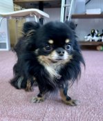 チワワ(ロング)【・男の子・2021年2月3日・ブラックタン】