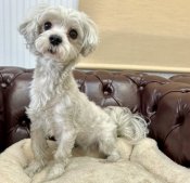 マルチーズ【・女の子・2024年7月1日・ホワイト】