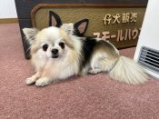 チワワ(ロング)【・男の子・2016年10月7日・パーティ】
