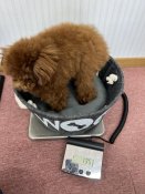 タイニープードル【・男の子・2024年6月2日・レッド】