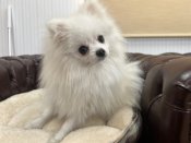 ポメラニアン【・男の子・2024年3月27日・ホワイト】