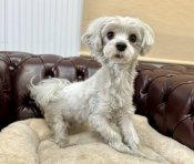 マルチーズ【・女の子・2024年7月1日・ホワイト】