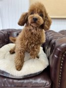 タイニープードル【・女の子・2024年12月19日・レッド】