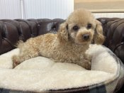 タイニープードル【・男の子・2023年12月25日・アプリコット】