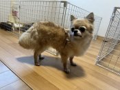 チワワ(ロング)【・女の子・2022年8月10日・フォーン】