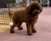 タイニープードル【・男の子・2024年6月2日・レッド】