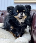 チワワ(ロング)【・男の子・2021年2月3日・ブラックタン】