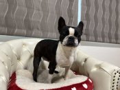 ボストンテリア【・女の子・2022年5月19日・ボストンカラー】