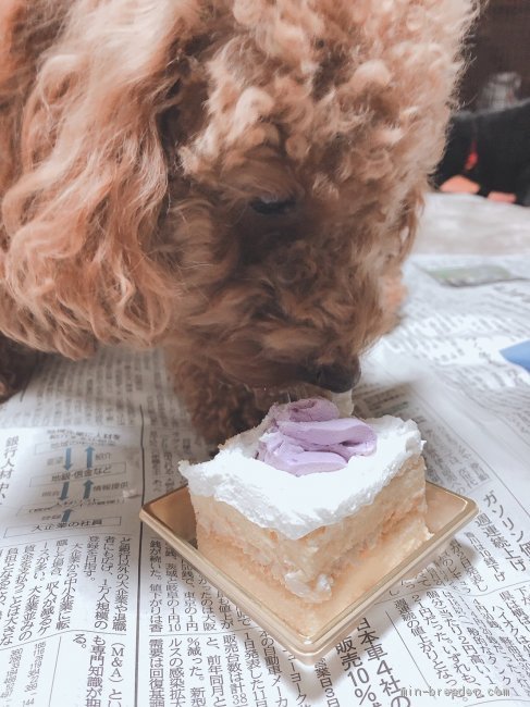 藍野由子ブリーダーのブログ：2歳のお誕生日おめでとう！