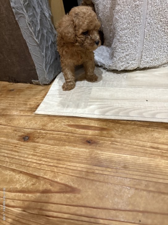 藍野由子ブリーダーのブログ：仲良し3匹の子犬たち