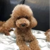 タイニープードル