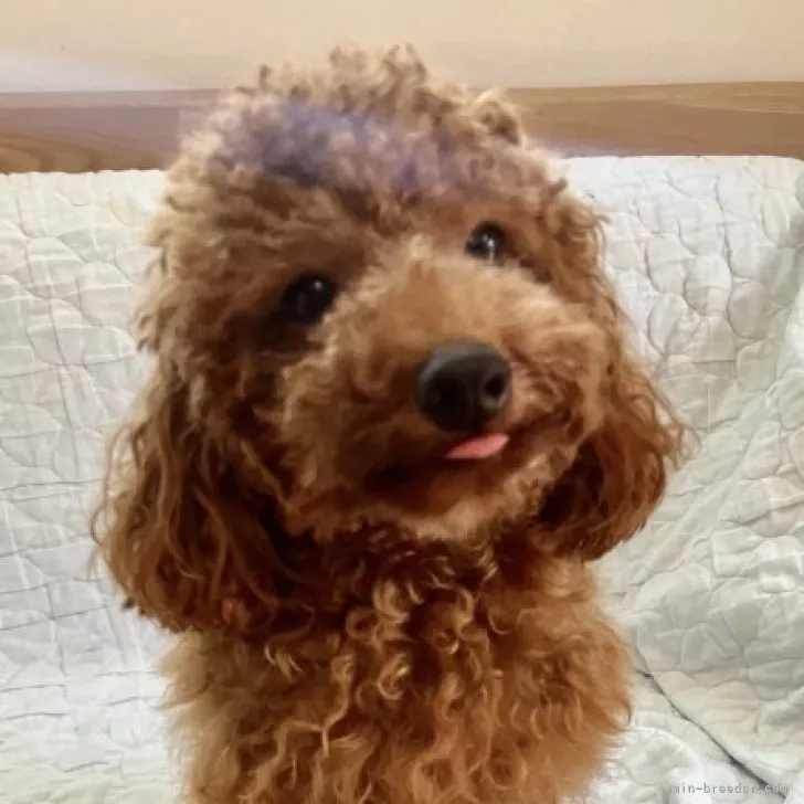 ID:2206-00902の子犬