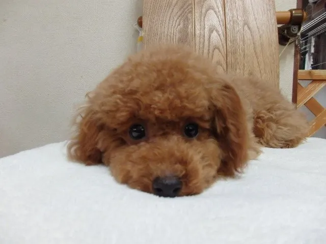ID：1503-01378の子犬