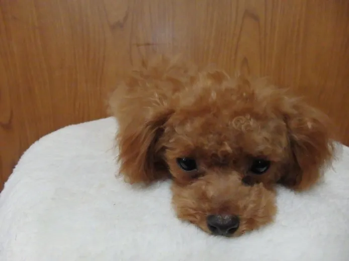 ID：1504-00004の子犬