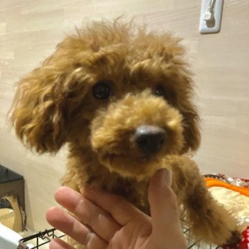 トイプードル(タイニー)【香川県・男の子・2022年7月26日・レッド】の写真「カピパラ似の甘えん坊のAMチャンピオン家系の子」