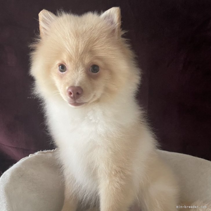 ブリーダー画像