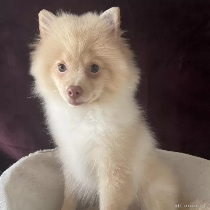 ポメラニアン【三重県・男の子・2025年5月7日・クリーム】の写真1