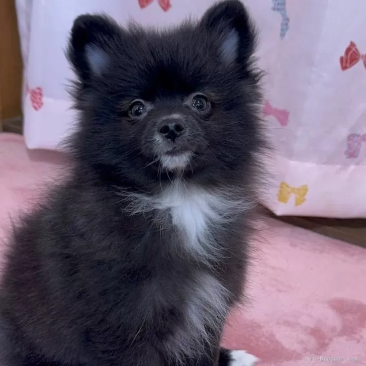 ID：2501-04175の子犬