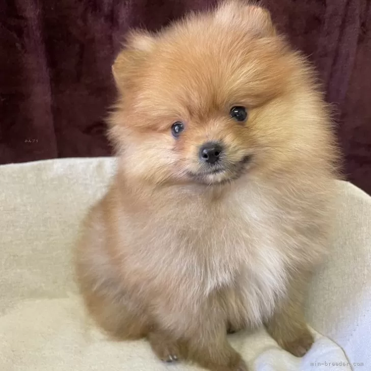ID：2501-00983の子犬