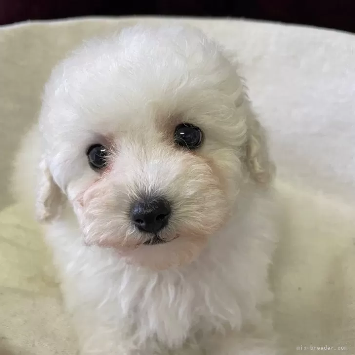 S.K 様のお迎えした子犬