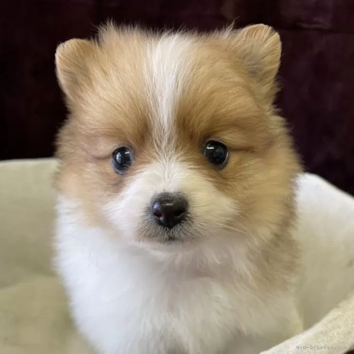 R.N 様のお迎えした子犬