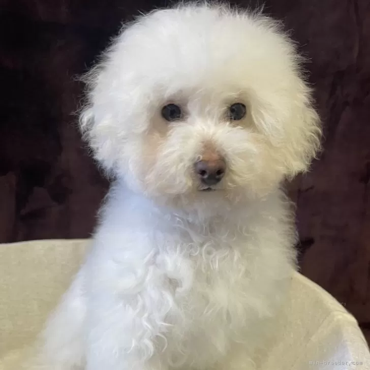 ID:2501-05351の子犬