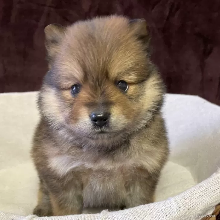 ID:2501-06243の子犬