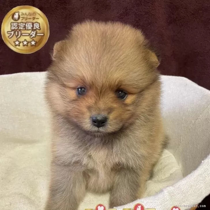 ID:2506-05367の子犬