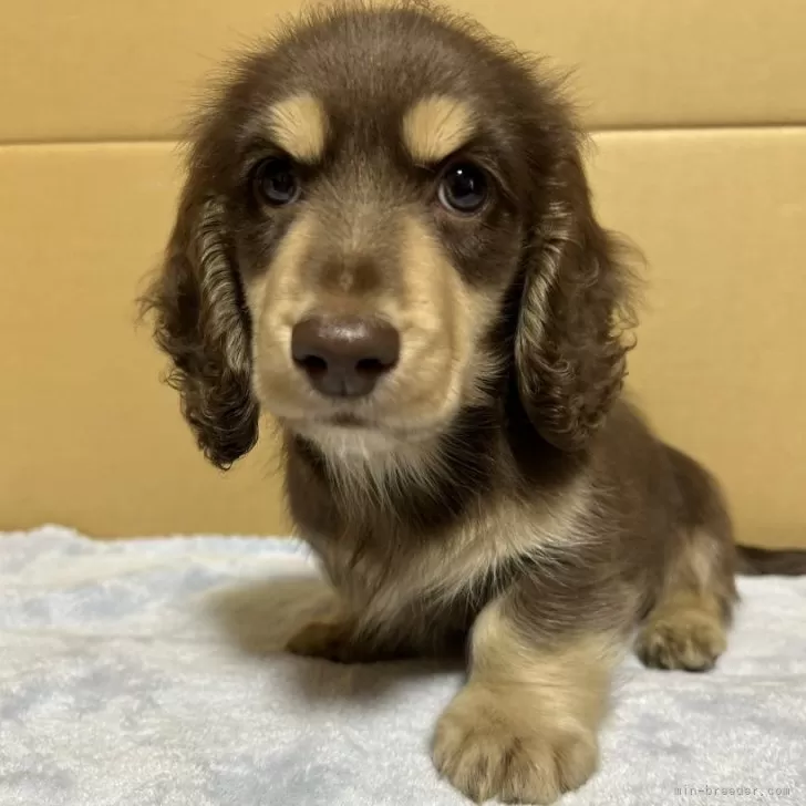 A.N 様のお迎えした子犬