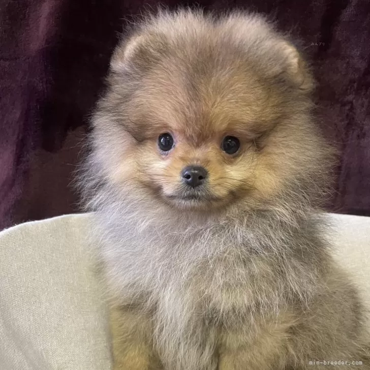 ID:2412-02991の子犬