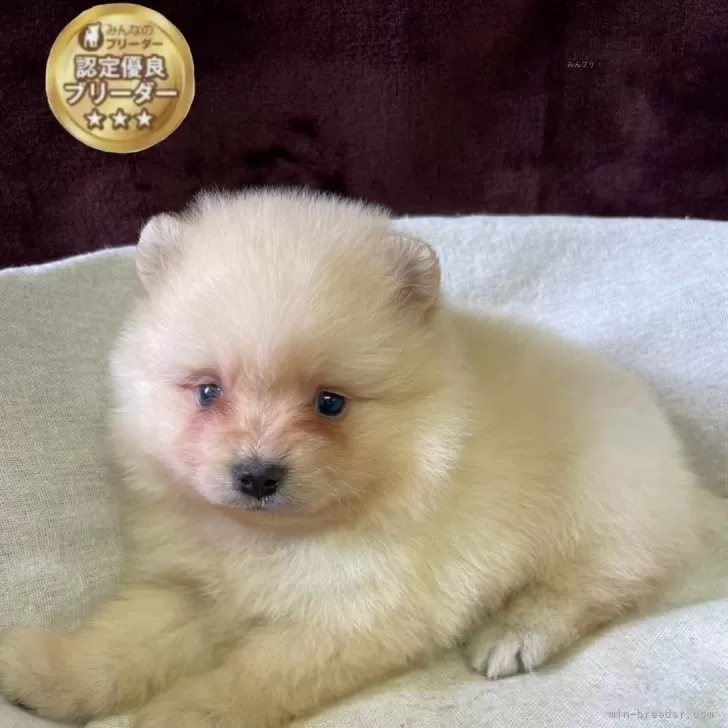 猫大好き 様のお迎えした子犬