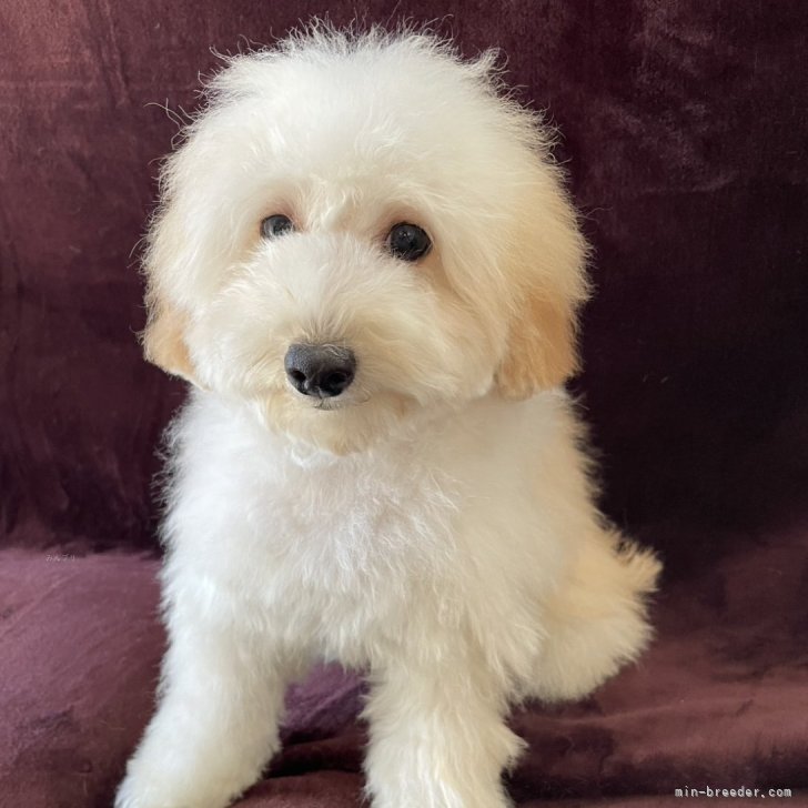 ブリーダー画像