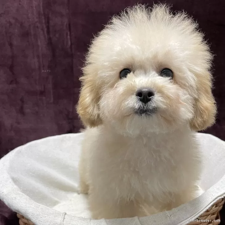 choco 様のお迎えした子犬